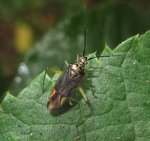 Réf. 241 629 : Closterotomus trivialis